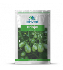 Brinjal IVBJH-361 10 grams